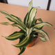 Simegarden Dracaena fragrans malaika 9 cm