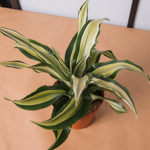 Simegarden Dracaena fragrans malaika 9 cm