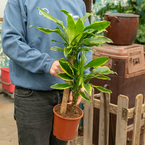 Simegarden Dracaena fragrans yellow coast 17 cm