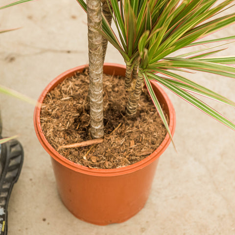 Simegarden Dracaena marginata bicolor 24 cm