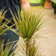 Simegarden Dracaena marginata bicolor 24 cm