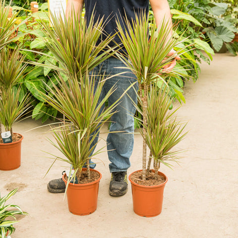 Simegarden Dracaena marginata bicolor 24 cm