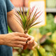 Simegarden Dracaena marginata tricolor 5.5 cm