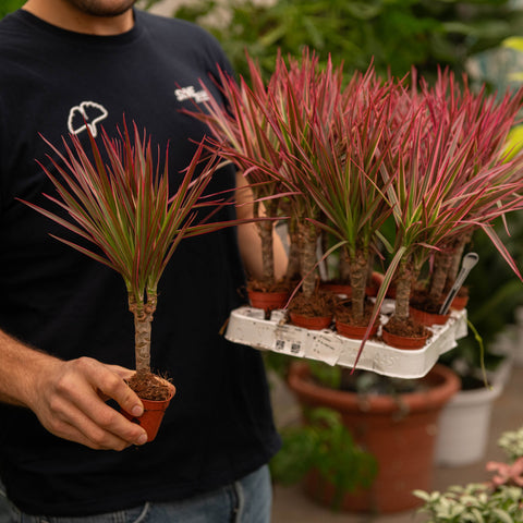 Simegarden Dracaena marginata tricolor 5.5 cm