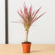 Simegarden Dracaena marginata tricolor