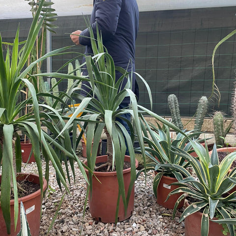 Simegarden Dracena draco 33 cm