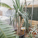 Simegarden Dracena draco