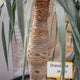 Simegarden Dracena draco