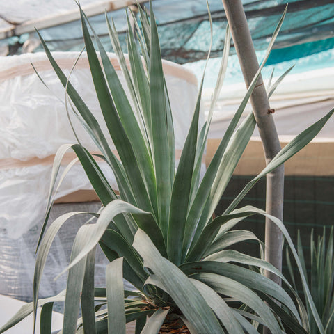 Simegarden Dracena draco