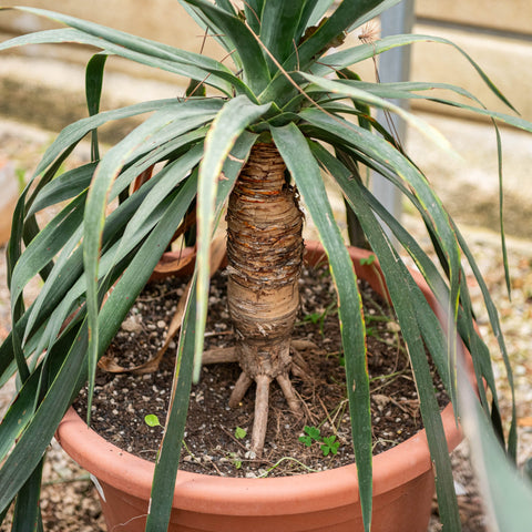 Simegarden Dracena draco