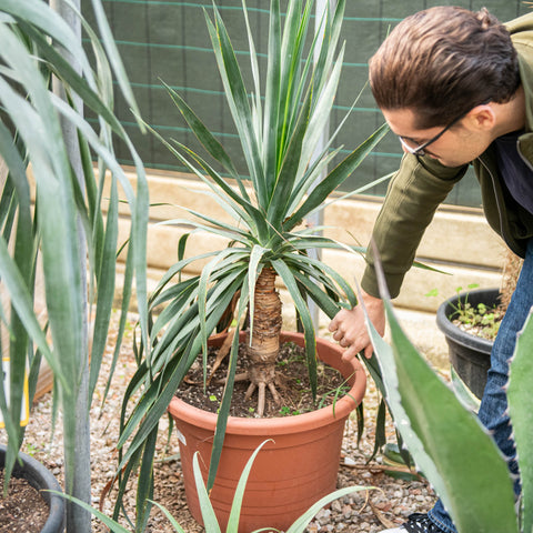 Simegarden Dracena draco