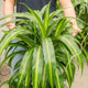 Simegarden Dracena hawaiian sunshine 24 cm