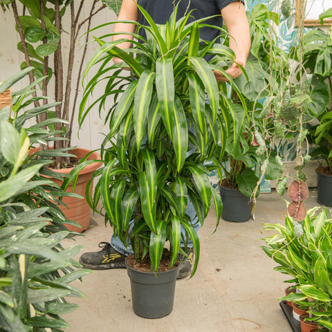 Simegarden Dracena hawaiian sunshine 24 cm