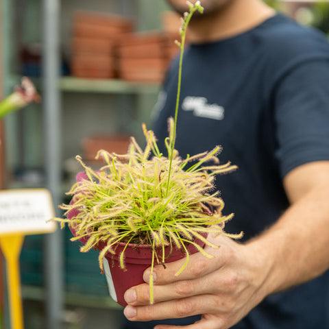 Simegarden Drosera capensis 12 cm