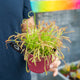Simegarden Drosera capensis 12 cm - XXL