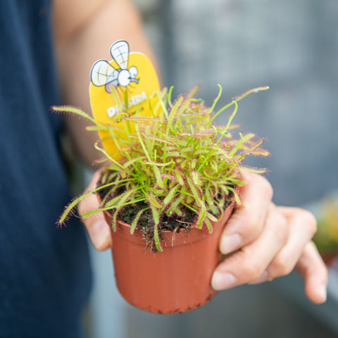 Simegarden Drosera capensis 8.5 cm