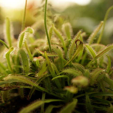 Simegarden Drosera capensis 9 cm