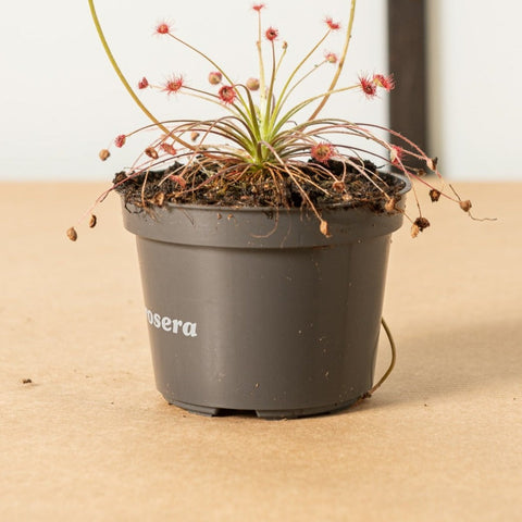 Simegarden Drosera paradoxa