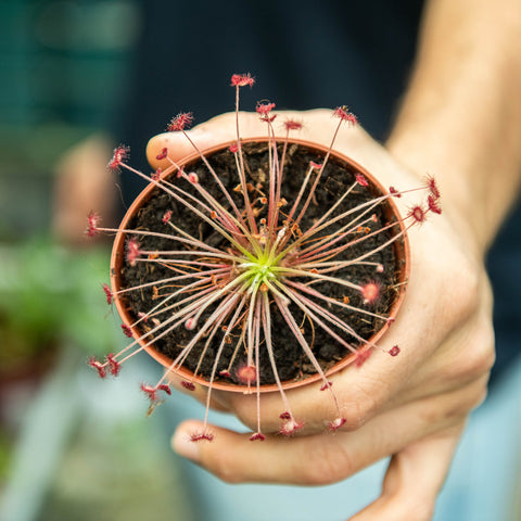 Simegarden Drosera paradoxa 9 cm