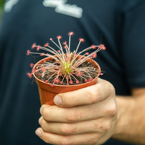 Simegarden Drosera paradoxa 9 cm