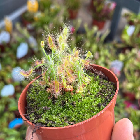 Simegarden Drosera scorpioides 8.5 cm