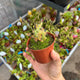 Simegarden Drosera scorpioides 8.5 cm