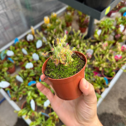 Simegarden Drosera scorpioides 8.5 cm