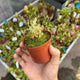 Simegarden Drosera scorpioides 8.5 cm