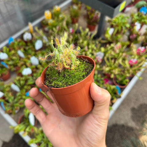 Simegarden Drosera scorpioides 8.5 cm