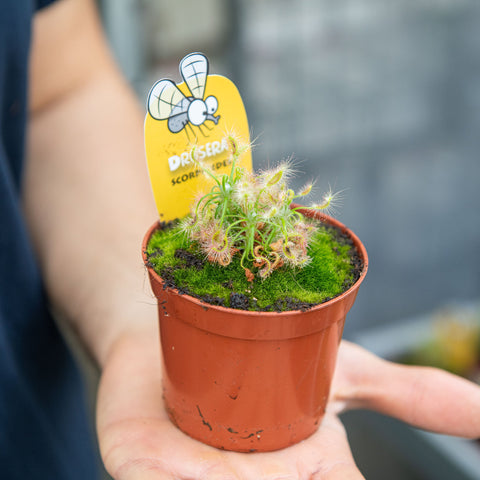 Simegarden Drosera scorpioides 8.5 cm