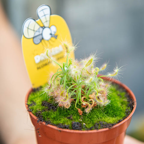 Simegarden Drosera scorpioides 8.5 cm
