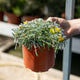 Simegarden Dymondia margaretae 15 cm