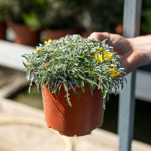 Simegarden Dymondia margaretae 15 cm
