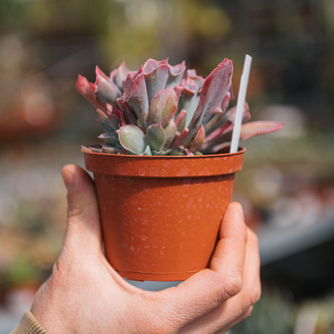 Simegarden Echeveria 10.5 cm