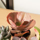 Simegarden Echeveria 5 Piante mix