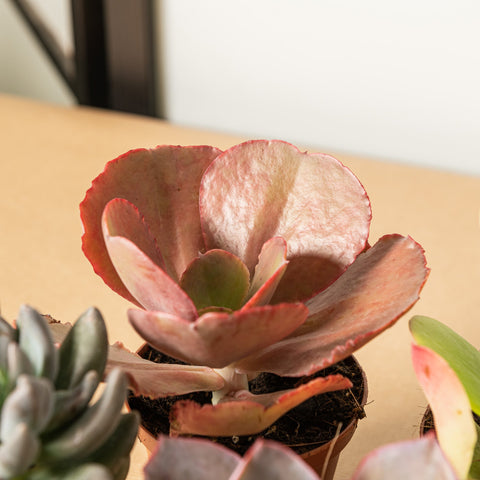 Simegarden Echeveria 5 Piante mix