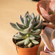 Simegarden Echeveria 5 Piante mix