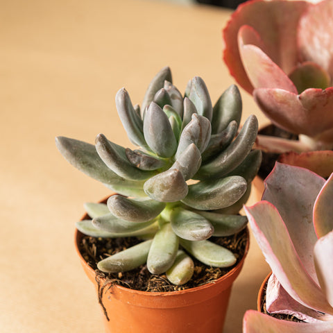 Simegarden Echeveria 5 Piante mix