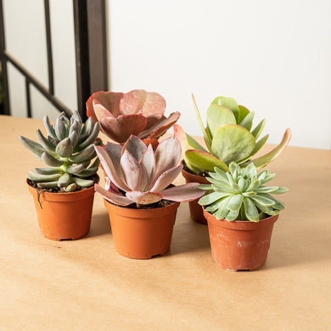 Simegarden Echeveria 5 Piante mix