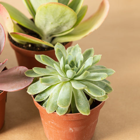Simegarden Echeveria 5 Piante mix
