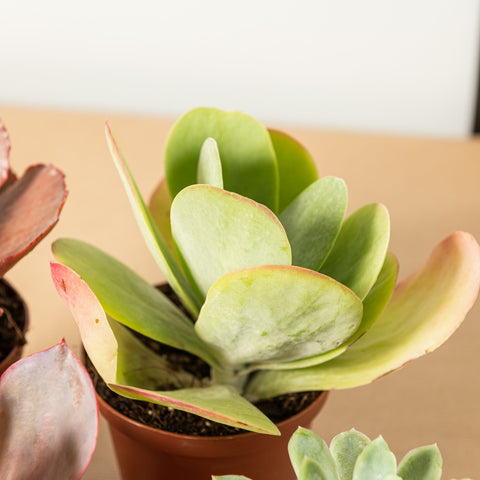 Simegarden Echeveria 5 Piante mix