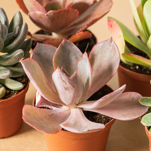 Simegarden Echeveria 5 Piante mix