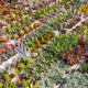 Simegarden Echeveria baby