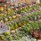 Simegarden Echeveria baby