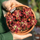 Simegarden Echeveria devotion pulvinata 18 cm