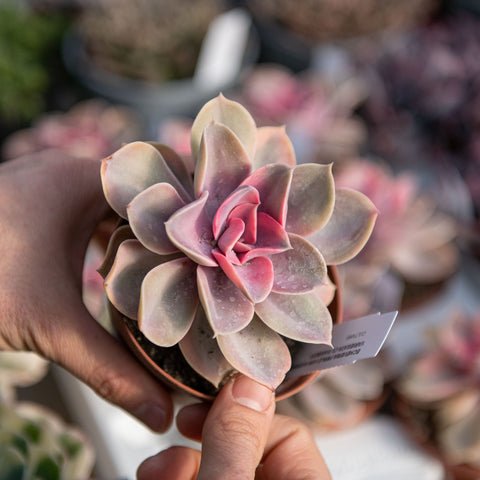 Simegarden Echeveria rainbow 10.5 cm