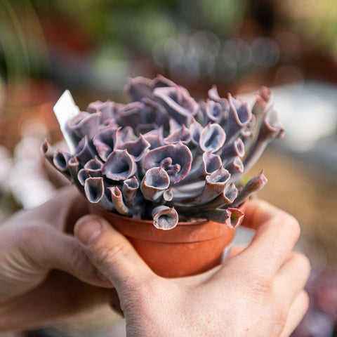 Simegarden Echeveria trumpet pinky 10.5 cm