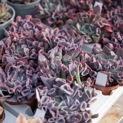 Simegarden Echeveria trumpet pinky 10.5 cm
