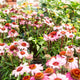 Simegarden Echinacea purpurea 17 cm / Rosa