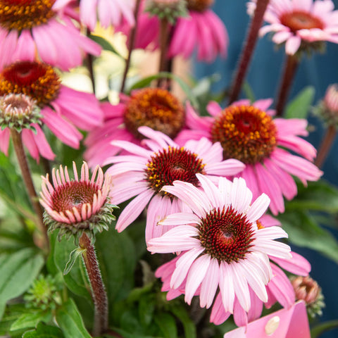 Simegarden Echinacea purpurea 17 cm / Rosa